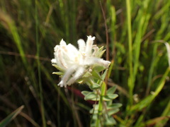 Lasiosiphon calocephalus