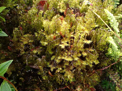 Hymenophyllum lanceolatum observed 2026-08-07