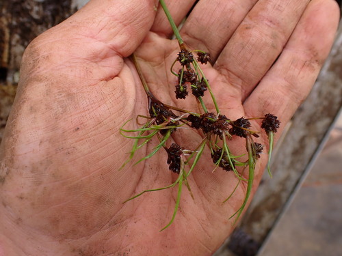 Juncus planifolius observed 2026-08-07