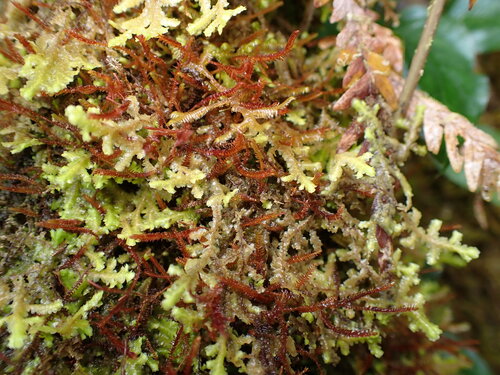 Herbertus gracilis observed 2026-08-07