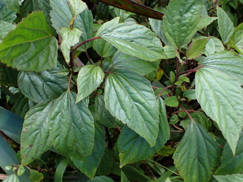 Ageratina adenophora observed 2026-08-07