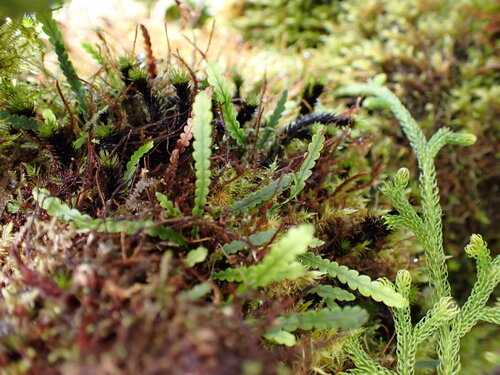 Stenogrammitis saffordii observed 2026-08-07