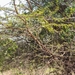 Acacia hockii