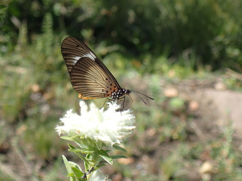 Dusky Acraea photo 2