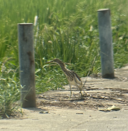 Chinese Pond-Heron