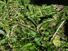 Dactylorhiza maculata