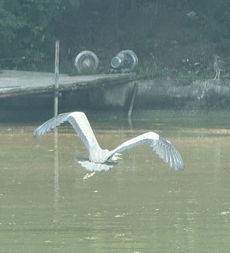 Grey Heron