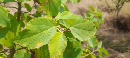 Cordia monoica