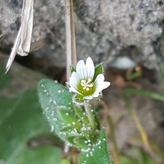 Cerastium diffusum