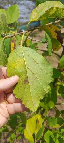 Cordia monoica, photograph 1