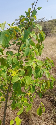 Cordia monoica, photograph 2