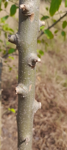 Cordia monoica, photograph 3