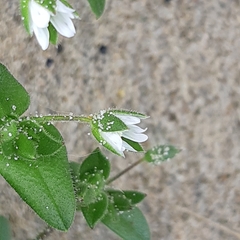 Cerastium diffusum