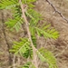 Acacia gerrardii
