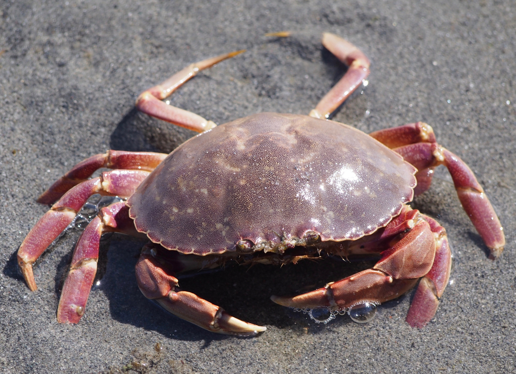 Rock Crabs