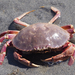 Rock Crabs - Photo (c) Wendy Feltham, some rights reserved (CC BY-NC), uploaded by Wendy Feltham