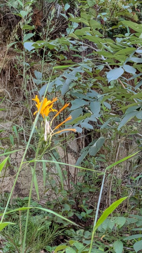 Hemerocallis hakuunensis (Hemerocallis hakuunensis)