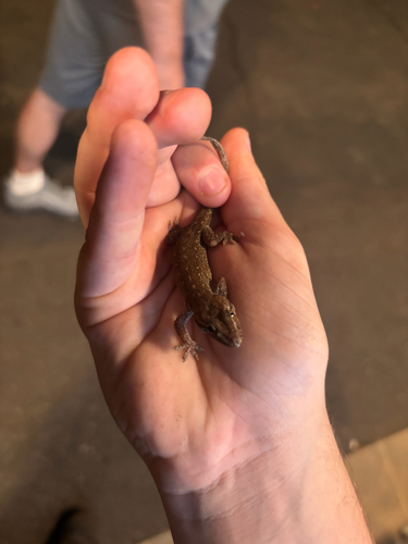 Hemidactylus garnotii observed 2026-08-07