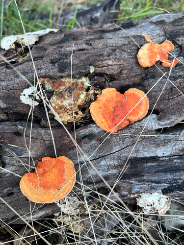 Southern Cinnabar Polypore