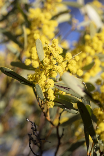 Acacia hakeoides, photograph 1