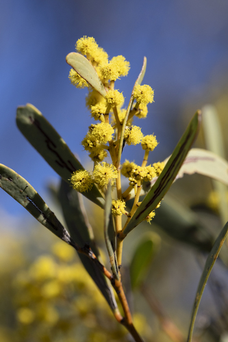 Acacia hakeoides, photograph 2