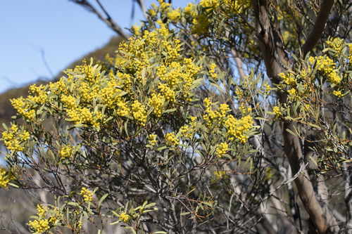 Acacia hakeoides