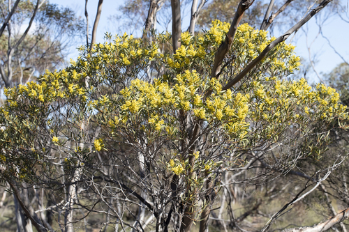 Acacia hakeoides, photograph 3