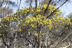 Acacia hakeoides, photograph author not stated, no rights reserved