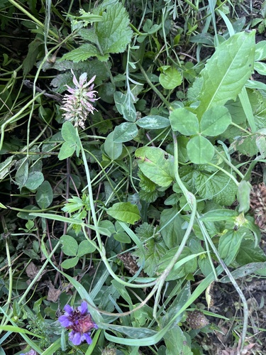 Trifolium ambiguum, photograph 4