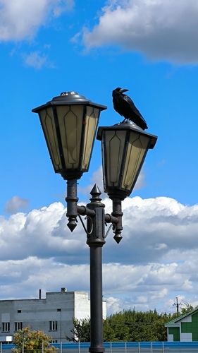 Rook