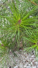 (c) Martin Kalfatovic, some rights reserved (CC BY) Pinus densiflora, photograph (c) Martin Kalfatovic, some rights reserved (CC BY)