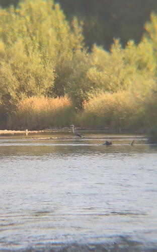Grey Heron