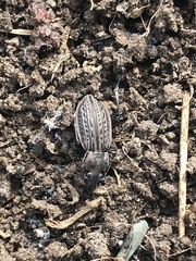 Carabus maeander