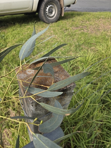 Eucalyptus goniocalyx, photograph 4