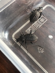 Carabus maeander