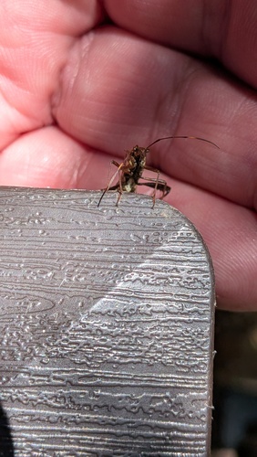 Riptortus pedestris