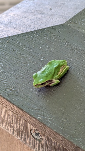 Japanese Tree Frog