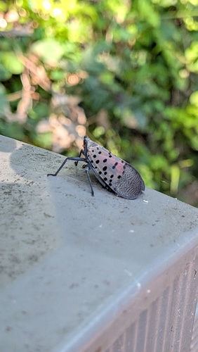 Spotted Lanternfly