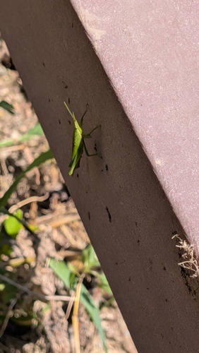 Atractomorpha lata