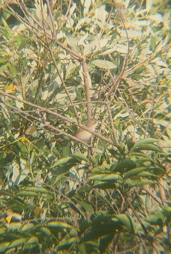 Greater Whitethroat