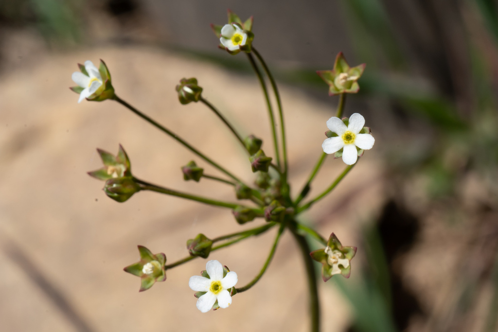 Androsace septentrionalis; photograph (c) Jiao Sun (孙娇), some rights reserved (CC BY)