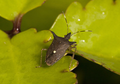 Proxys albopunctulatus