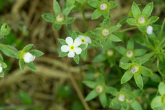 Androsace maxima, photograph (c) Jiao Sun (孙娇), some rights reserved (CC BY)