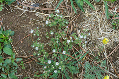 Androsace maxima, photograph (c) Jiao Sun (孙娇), some rights reserved (CC BY)