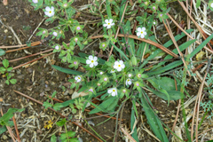 Androsace maxima, photograph (c) Jiao Sun (孙娇), some rights reserved (CC BY)