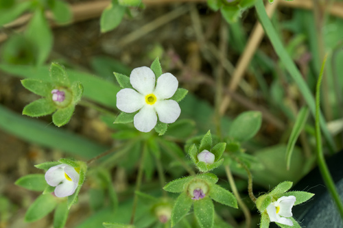 Androsace maxima, photograph 6