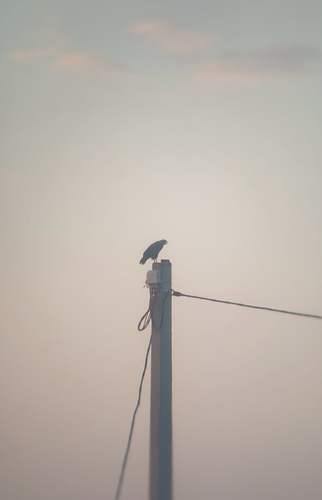 Common Buzzard