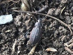 Carabus maeander