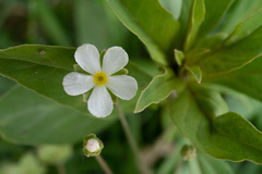 Androsace umbellata