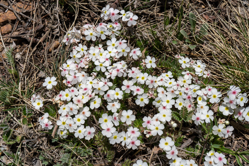 Androsace incana, photograph 5